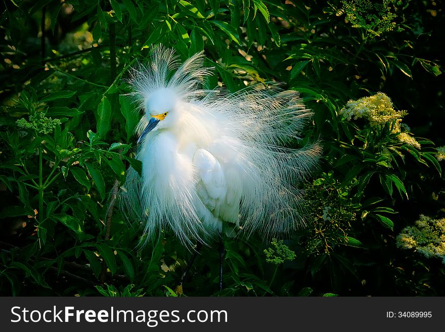 Snowy Egret showing off his plumage during the breeding season