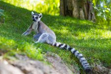 Are Ring Tailed Lemurs Stock Image