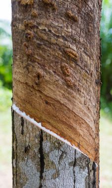 Latex From Rubber Tree Cut Royalty Free Stock Images Latex From Rubber Tree Cut Royalty Free Stock Images