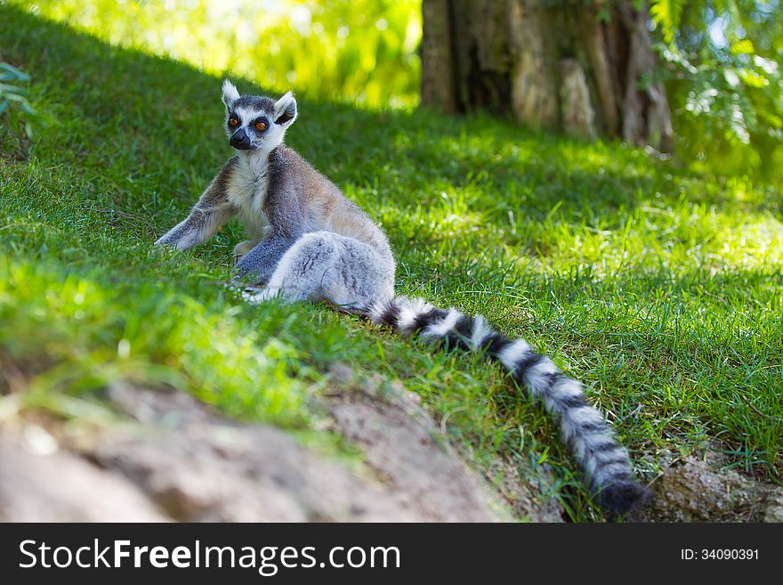 Are Ring Tailed Lemurs