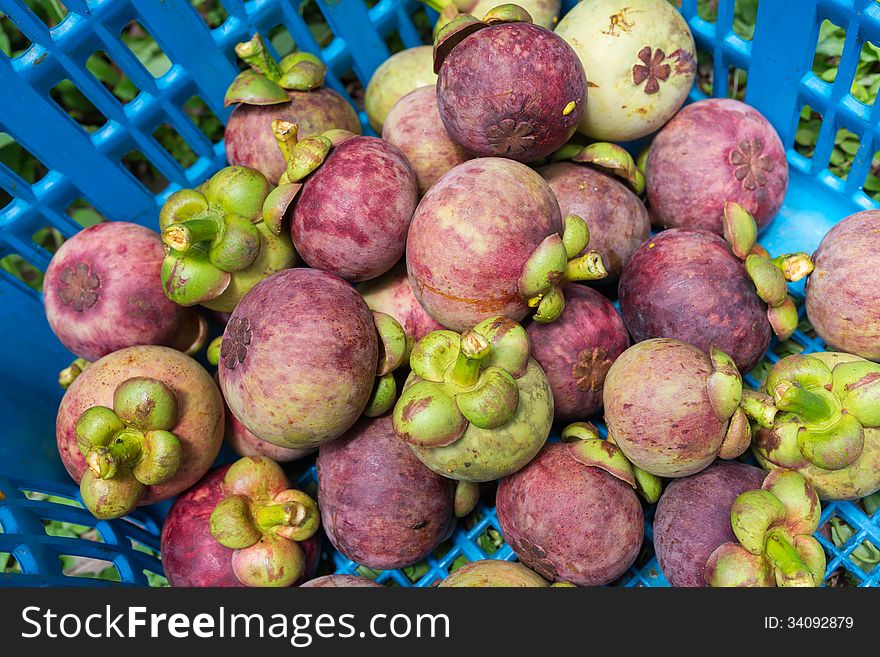 Mangosteens in basket from agricultural site