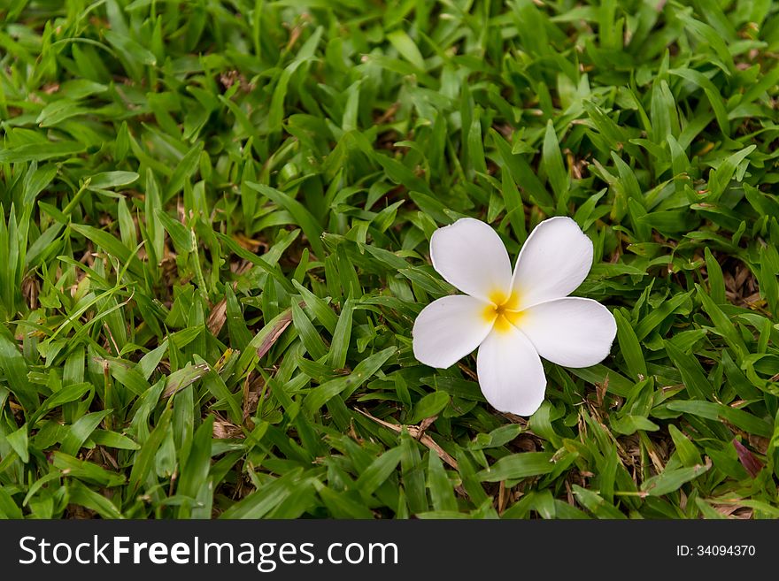 White Plumeria Flower