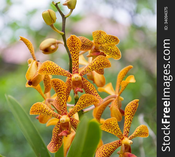 Yellow orchid flowers