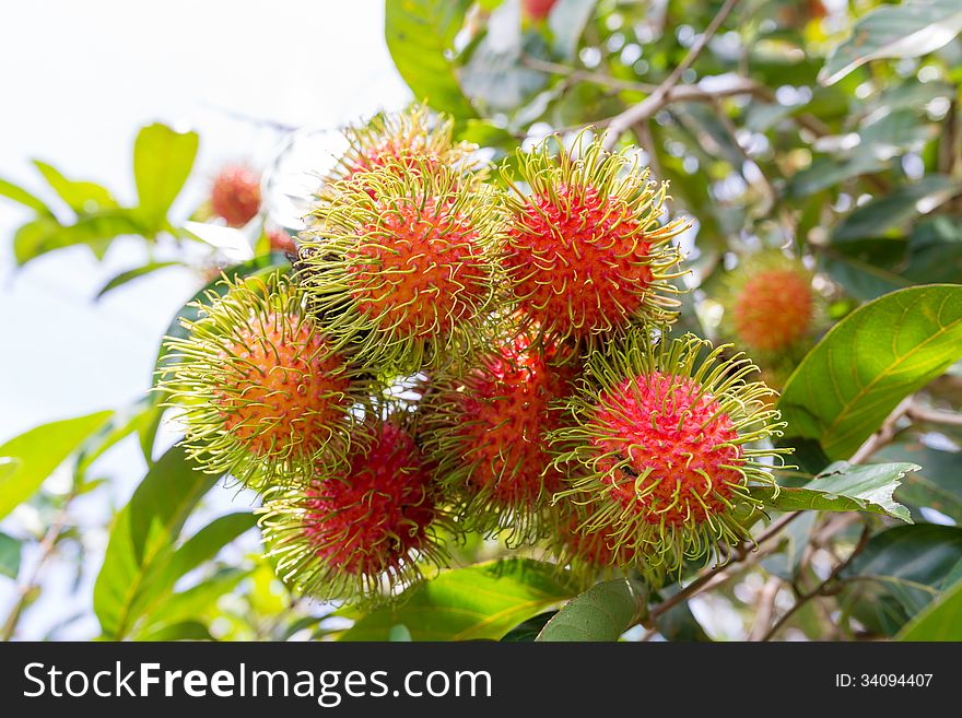 Bouquet of rambutan on the tree