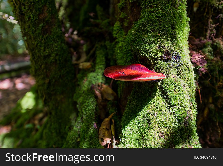 Red wild mushroom grows on mossy wood tree. Red wild mushroom grows on mossy wood tree
