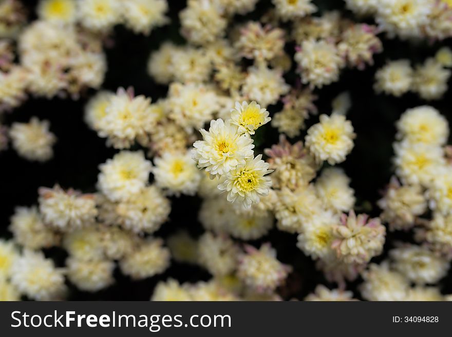 Small White Flowers