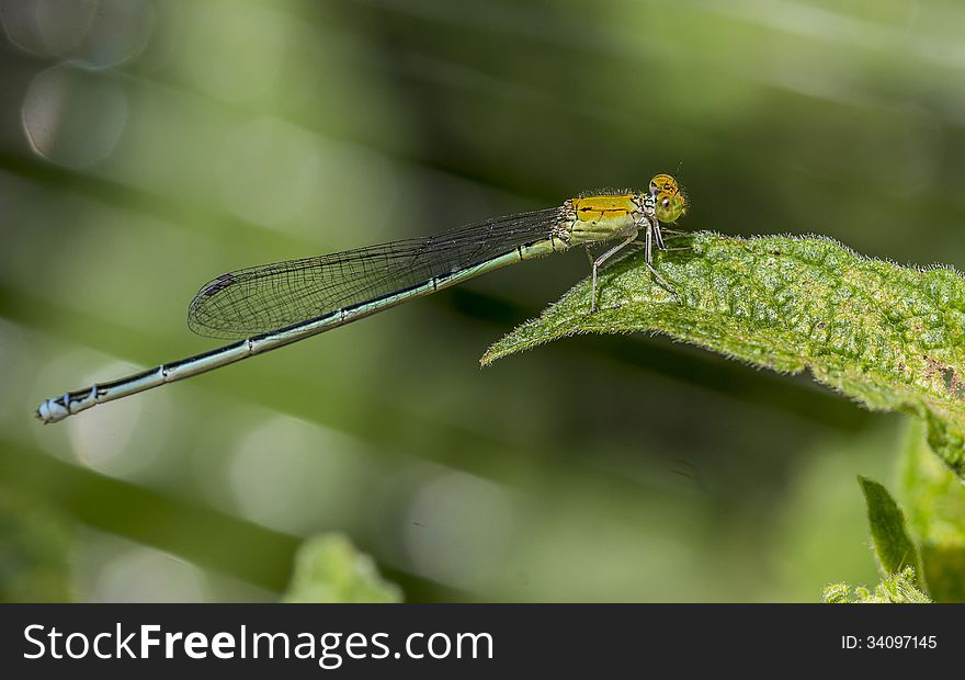 Azure Damselfly is island leaves.