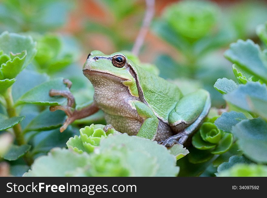 European tree frog in plants