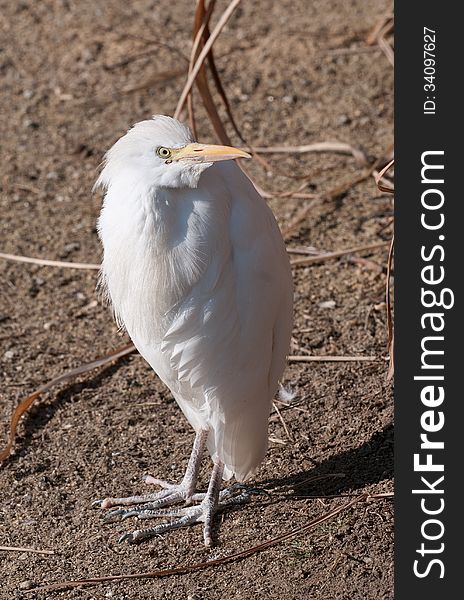 White Cattle egret by water plain