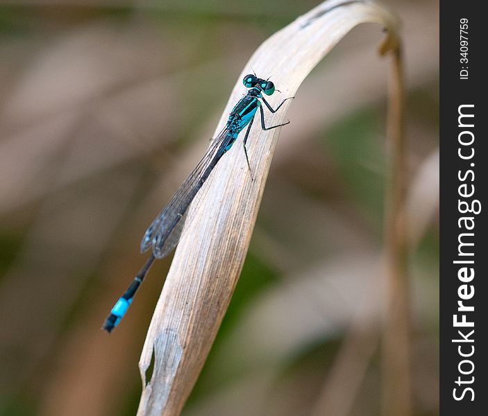 Blue dragonfly on blade of grass