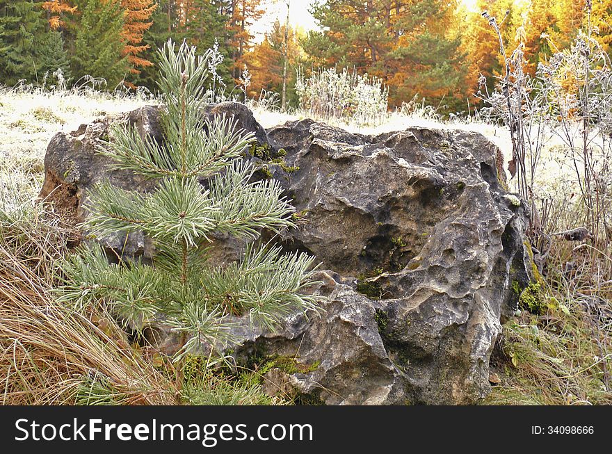 The small pine covered with hoarfrost near a stone. The small pine covered with hoarfrost near a stone