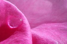 Shiny Droplet On Rose Petal Stock Photo