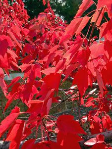 Maple Alley Stock Image Maple Alley Stock Image