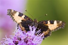 Peacock Butterfly Royalty Free Stock Photography