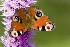 Peacock Butterfly Stock Image