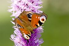 Peacock Butterfly Stock Images