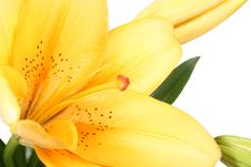 Orange Lilly Flower On White B Stock Images Orange Lilly Flower On White B Stock Images