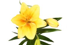 Orange Lilly Flower On White B Royalty Free Stock Image