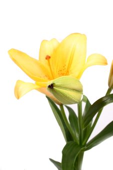 Orange Lilly Flower On White B Royalty Free Stock Photo Orange Lilly Flower On White B Royalty Free Stock Photo