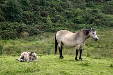 Horse And Colt Royalty Free Stock Image Horse And Colt Royalty Free Stock Image