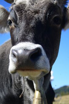 Cow Royalty Free Stock Photography