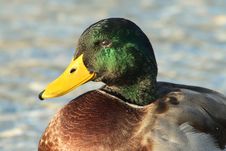 Male Mallard Duck Royalty Free Stock Photo
