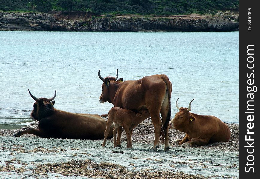 Cow on Piscinni Beach near Capo Malfatano (South Sardinia - Italy). Cow on Piscinni Beach near Capo Malfatano (South Sardinia - Italy).