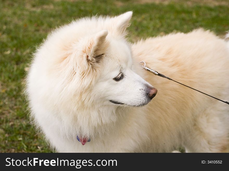 White mixed breed Alaskan dog on a leash