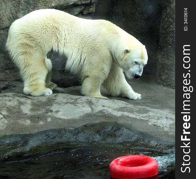 Polar Bear At Play