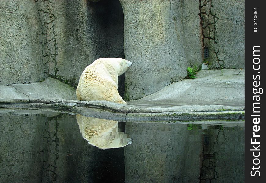 Mirror Bear