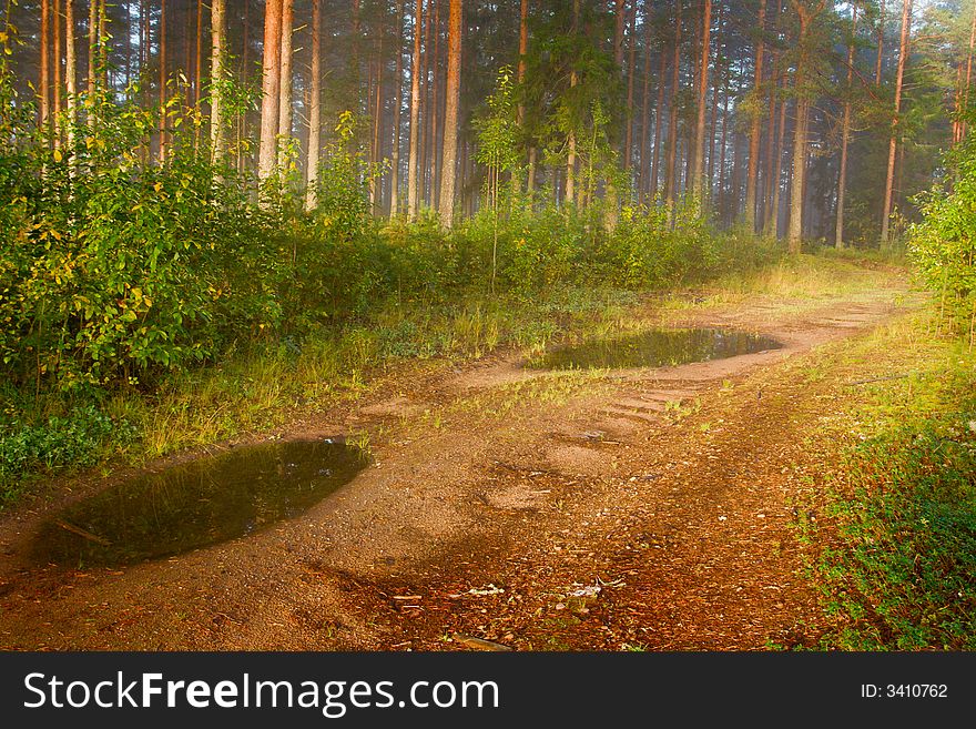 Path in a fog with a pine wood. Path in a fog with a pine wood