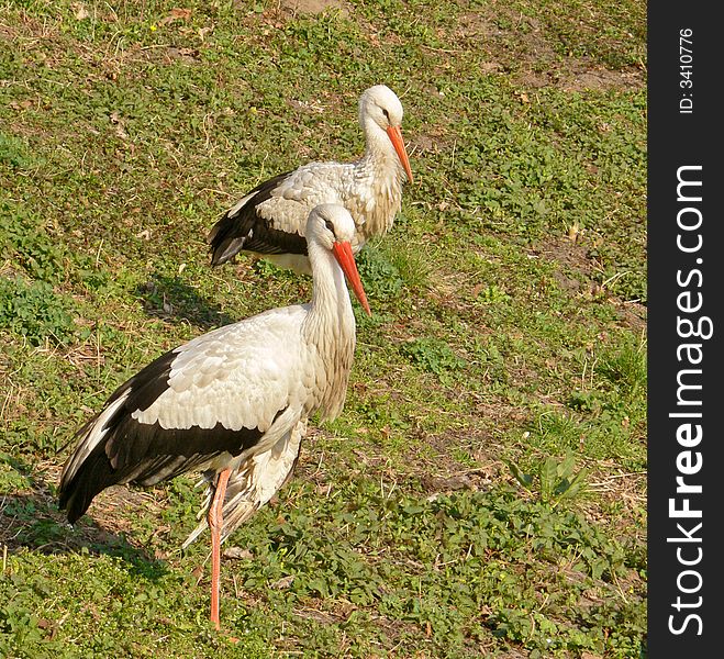 They two storks which found shelter in botanical garden.