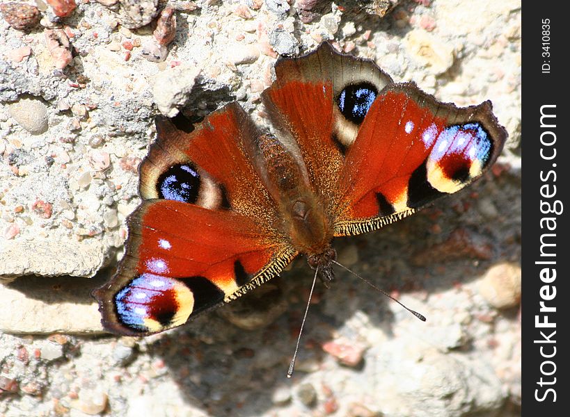 Colorful Butterfly on the stone floor