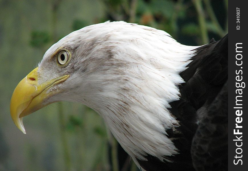 This eagle was sitting ever so quietly, and calmly. Just waiting. Just staring at his next prey. This eagle was sitting ever so quietly, and calmly. Just waiting. Just staring at his next prey.