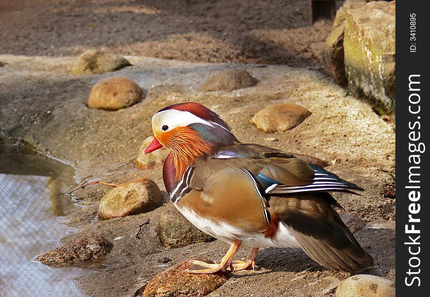 Colourful duck, mandarin at botanical garden. Working path included.