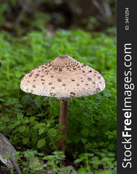 Mushroom At Forest