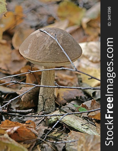 Russian mushroom is found in dark forests