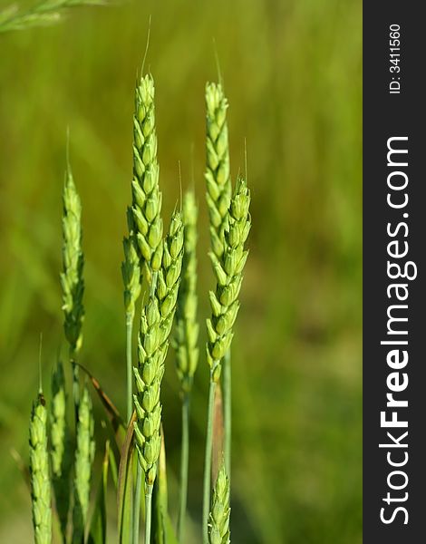 Close up shot of freshly grown grains