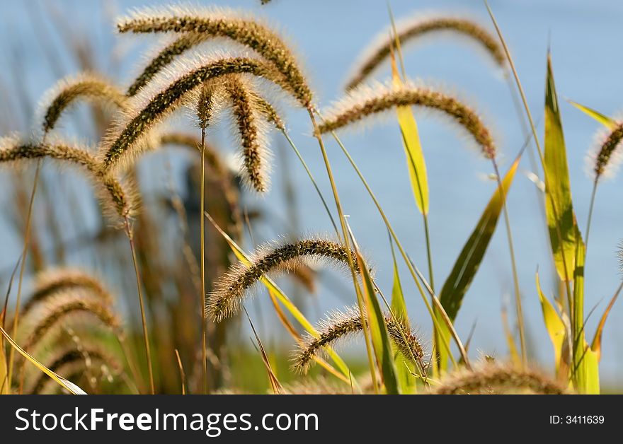 Tall grass with light blue sky back ground