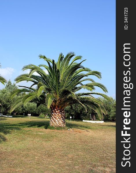 Big palm in greece