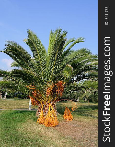 Big palm in greece on holiday
