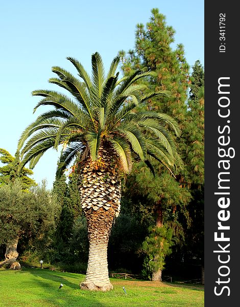 Big Palm In Greece