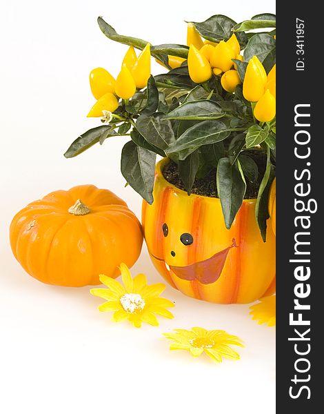 Orange Pumpkins for Haloween Isolated on White Background