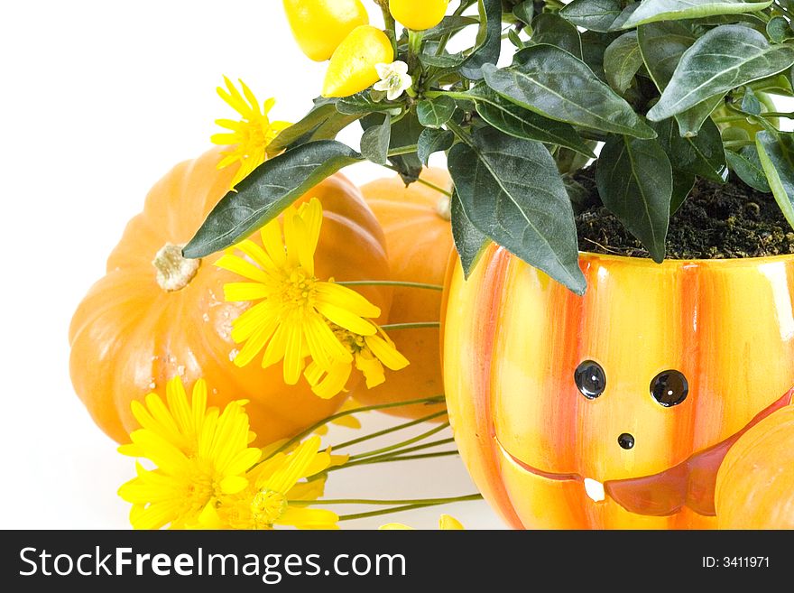 Orange Pumpkins for Haloween  with flowers on White Background