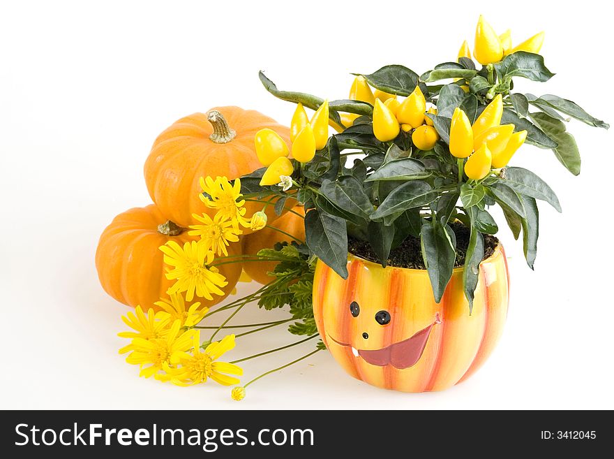 Orange Pumpkins for Haloween with flowers on White Background