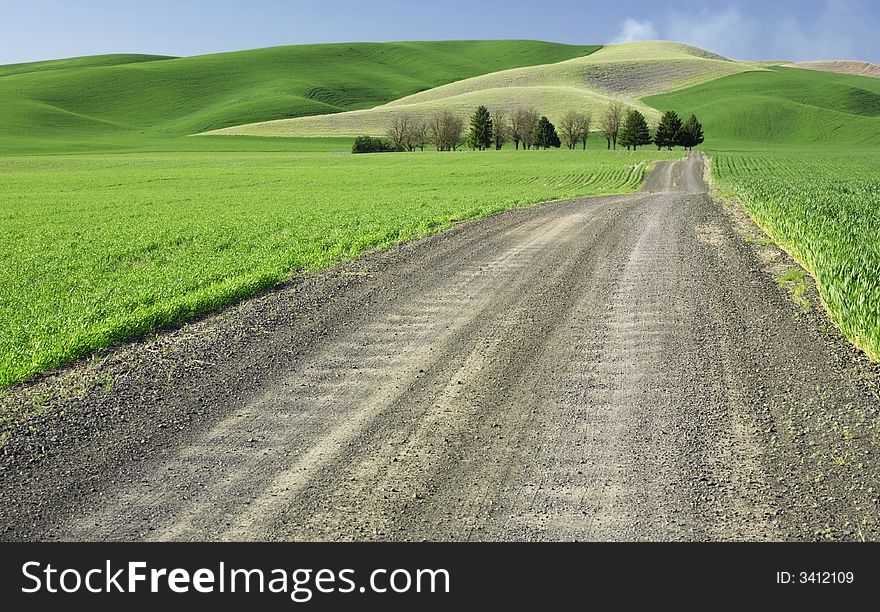 A dirt road leading to the trees in the field. A dirt road leading to the trees in the field