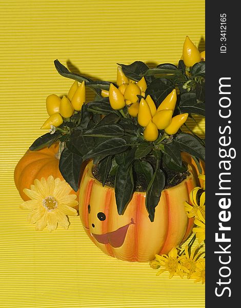 Orange Pumpkins for Haloween and flowers