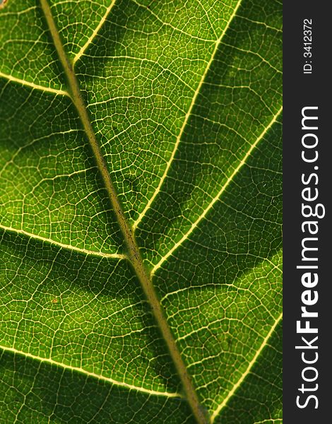 Texture, background of green leaf. Texture, background of green leaf