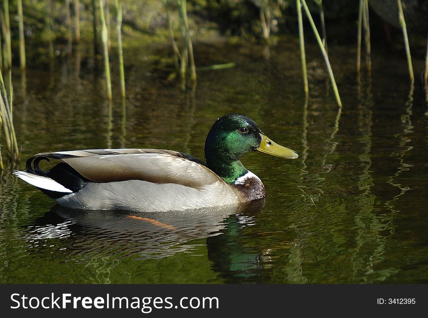 A mallard is swimming untroubled in calm waters during springtime. Northwestern part of The Netherlands. A mallard is swimming untroubled in calm waters during springtime. Northwestern part of The Netherlands.