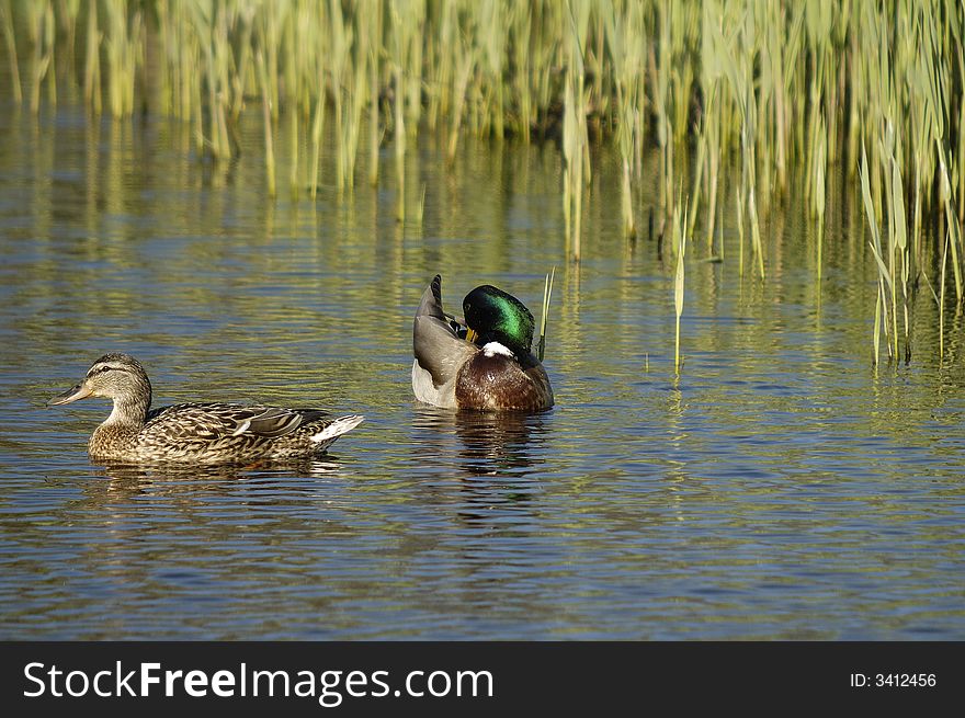 A pair of mallards found each other in the springtime. Northwestern part of The Netherlands. A pair of mallards found each other in the springtime. Northwestern part of The Netherlands.